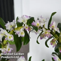 Dendrobium Nobile 'White Arch' -Plants Sales Store ORCH WHITEARCH T45163B