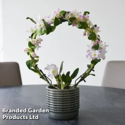 Dendrobium Nobile 'White Arch' -Plants Sales Store ORCH WHITEARCH T45165G