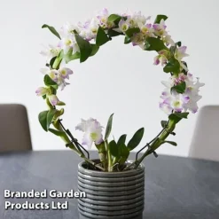 Dendrobium Nobile 'White Arch' -Plants Sales Store ORCH WHITEARCH T45166F