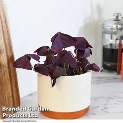 Oxalis Triangularis 'Mijke' -Plants Sales Store OXAL MIJKE12CM T48388