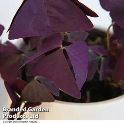 Oxalis Triangularis 'Mijke' -Plants Sales Store OXAL MIJKE12CM T48389