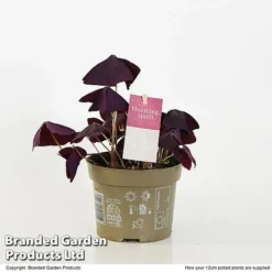 Oxalis Triangularis 'Mijke' -Plants Sales Store OXAL MIJKE12CM T48391