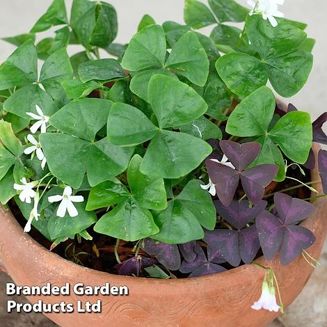 Oxalis Triangularis (Green) 1 Oxalis Triangularis (Green)