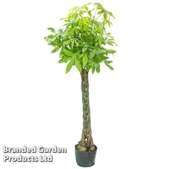 Pachira Aquatica Tree With Braided Stem -Plants Sales Store PACH AQUATICAT W48808