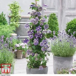 Perfect Patio Collection 11 Perfect Patio Collection -Plants Sales Store PATI MSE D