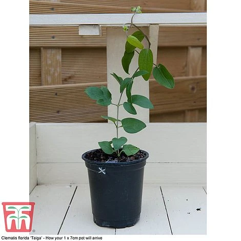 Perfect Patio Collection 7 Perfect Patio Collection - Image 7