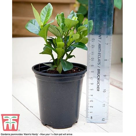 Perfect Patio Collection 5 Perfect Patio Collection - Image 5