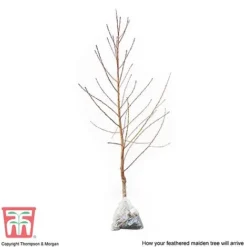 Peach 'Avalon Pride' -Plants Sales Store PEAC 87129 C