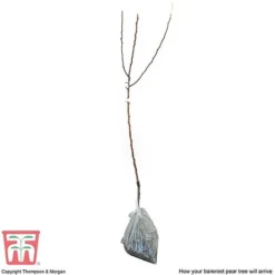 Pear 'Williams' Bon Chretien' -Plants Sales Store PEAR CWW3398 C2