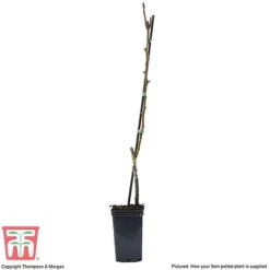 Pear 'Mini Conference' 5 Pear 'Mini Conference' -Plants Sales Store PEAR T42025 C