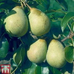 Pear 'Beth'