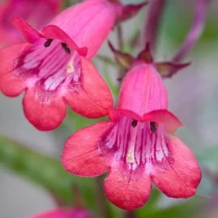 Penstemon 'Garnet'