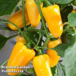 Vegetable Windowsill Collection -Plants Sales Store PEPP PILLARSYE S45677