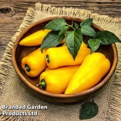 Pepper And Chilli Collection -Plants Sales Store PEPP PILLARYEL L38583