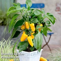 Vegetable Windowsill Collection -Plants Sales Store PEPP PILLARYEL S60746