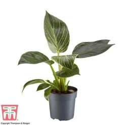 Philodendron 'White Measure' -Plants Sales Store PHIL 6951 A1