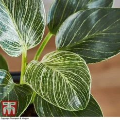 Philodendron 'White Measure' -Plants Sales Store PHIL 6951 A4