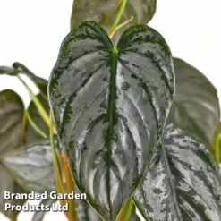 Philodendron Brandtianum 'Brandi' -Plants Sales Store PHIL BRANDI W50472