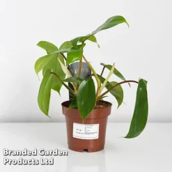 Philodendron 'Florida' 5 Philodendron 'Florida' -Plants Sales Store PHIL FLORIDA WKF1196 C