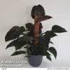 Philodendron 'New Red'
