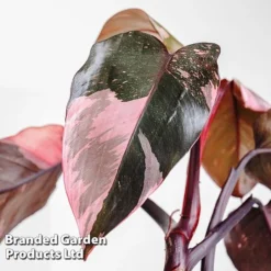 Philodendron Erubescens 'Pink Princess'