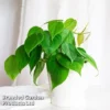 Philodendron Scandens