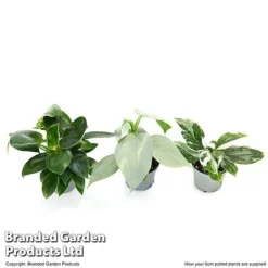 Philodendron Starter Mix -Plants Sales Store PHIL STARTE6CM T47692