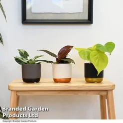 Philodendron Starter Mix -Plants Sales Store PHIL STARTERMX T47694