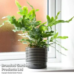 Nurseryman's Choice Indoor Fern Mix -Plants Sales Store PHLE BLUESTAR T447591