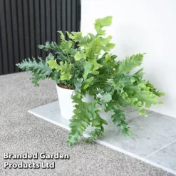 Phlebodium Aureum 'Davana' -Plants Sales Store PHLE DAVANA T42916