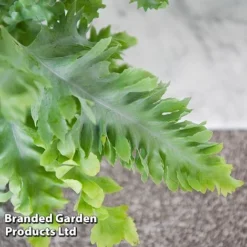 Phlebodium Aureum 'Davana' -Plants Sales Store PHLE DAVANA T42918