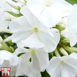 Phlox Paniculata Mixed -Plants Sales Store PHLO T82174 D