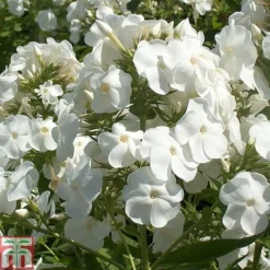 Phlox Paniculata 'Rembrandt'