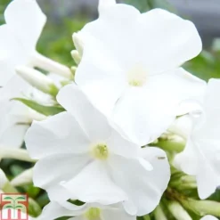 Phlox Paniculata 'White Flame'