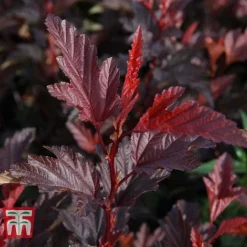 Physocarpus Opulifolius 'Little Angel' -Plants Sales Store PHYS T68148 B