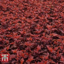 Physocarpus Opulifolius 'Little Angel' -Plants Sales Store PHYS T68148 C