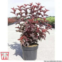 Physocarpus Opulifolius 'Little Angel' -Plants Sales Store PHYS T68148 H