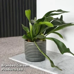 Platycerium Bifurcatum 11 Platycerium Bifurcatum -Plants Sales Store PLAT BIFURCATU C