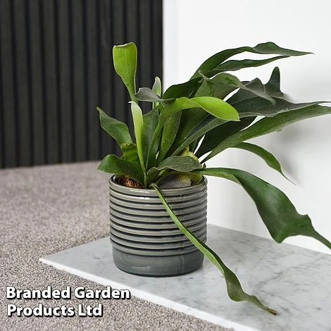 Platycerium Bifurcatum 5 Platycerium Bifurcatum - Image 5