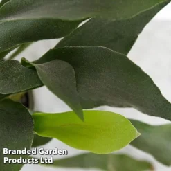 Platycerium Bifurcatum 9 Platycerium Bifurcatum -Plants Sales Store PLAT BIFURCATU D