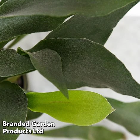 Platycerium Bifurcatum 3 Platycerium Bifurcatum - Image 3