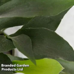 Platycerium Bifurcatum 10 Platycerium Bifurcatum -Plants Sales Store PLAT BIFURCATU E