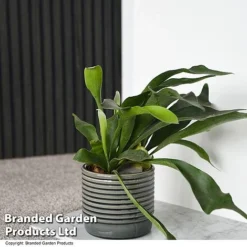 Nurseryman's Choice Indoor Fern Mix -Plants Sales Store PLAT BIFURCATU T44750