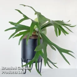 Platycerium Bifurcatum 12 Platycerium Bifurcatum -Plants Sales Store PLAT BIFURCATU WKF11771