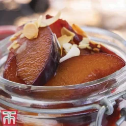 Plum 'Opal' 10 Plum 'Opal' -Plants Sales Store PLUM CWW3369 F