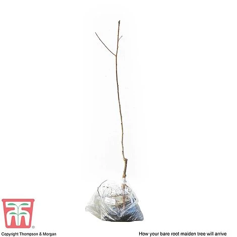 Plum 'Opal' 5 Plum 'Opal' - Image 5