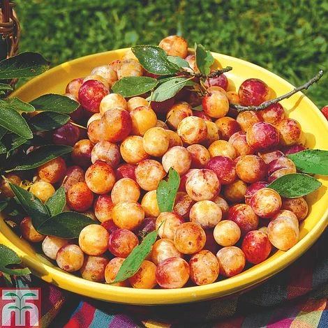 Plum 'Mirabelle De Nancy' 1 Plum 'Mirabelle De Nancy'