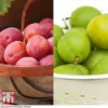 Plum 'Victoria' & 'Greengage' Collection