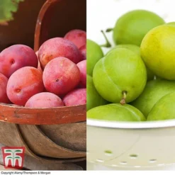 Plum 'Victoria' & 'Greengage' Collection