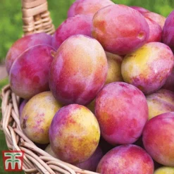 Favourite Fruit Tree Collection -Plants Sales Store PLUM KA7999 C
